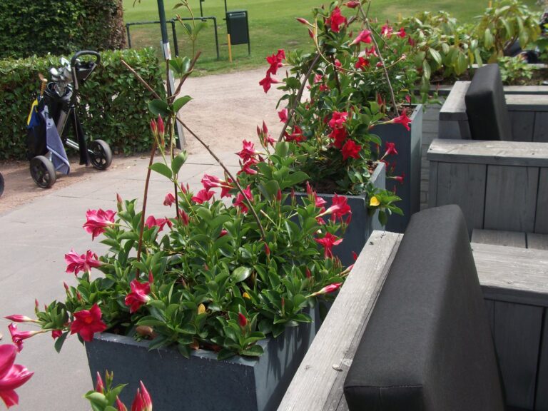 Onze vrijwilligers doen weer hun uiterste best…